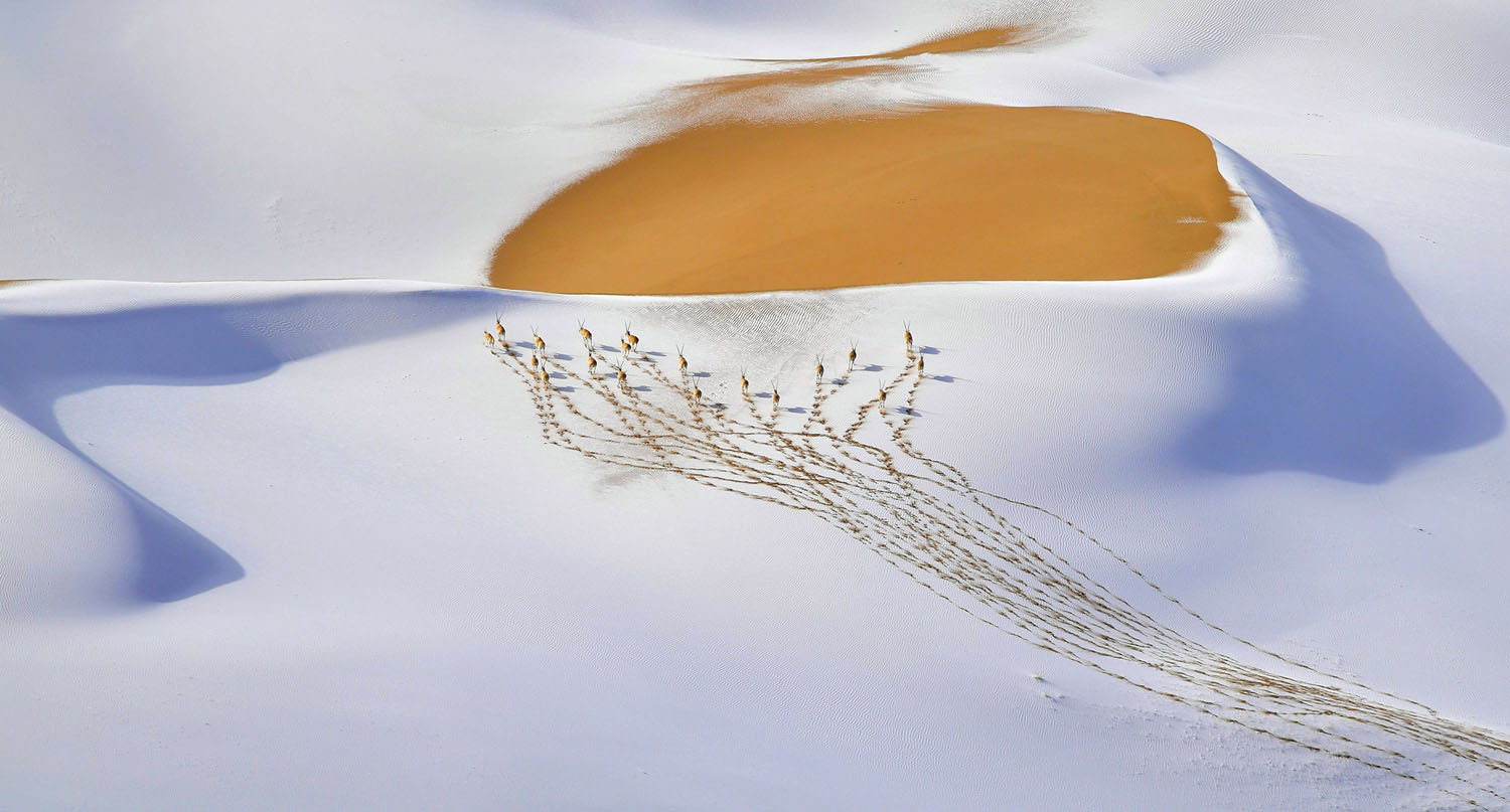 Wildlife Photographer of the Year class="wp-image-1021738" 
