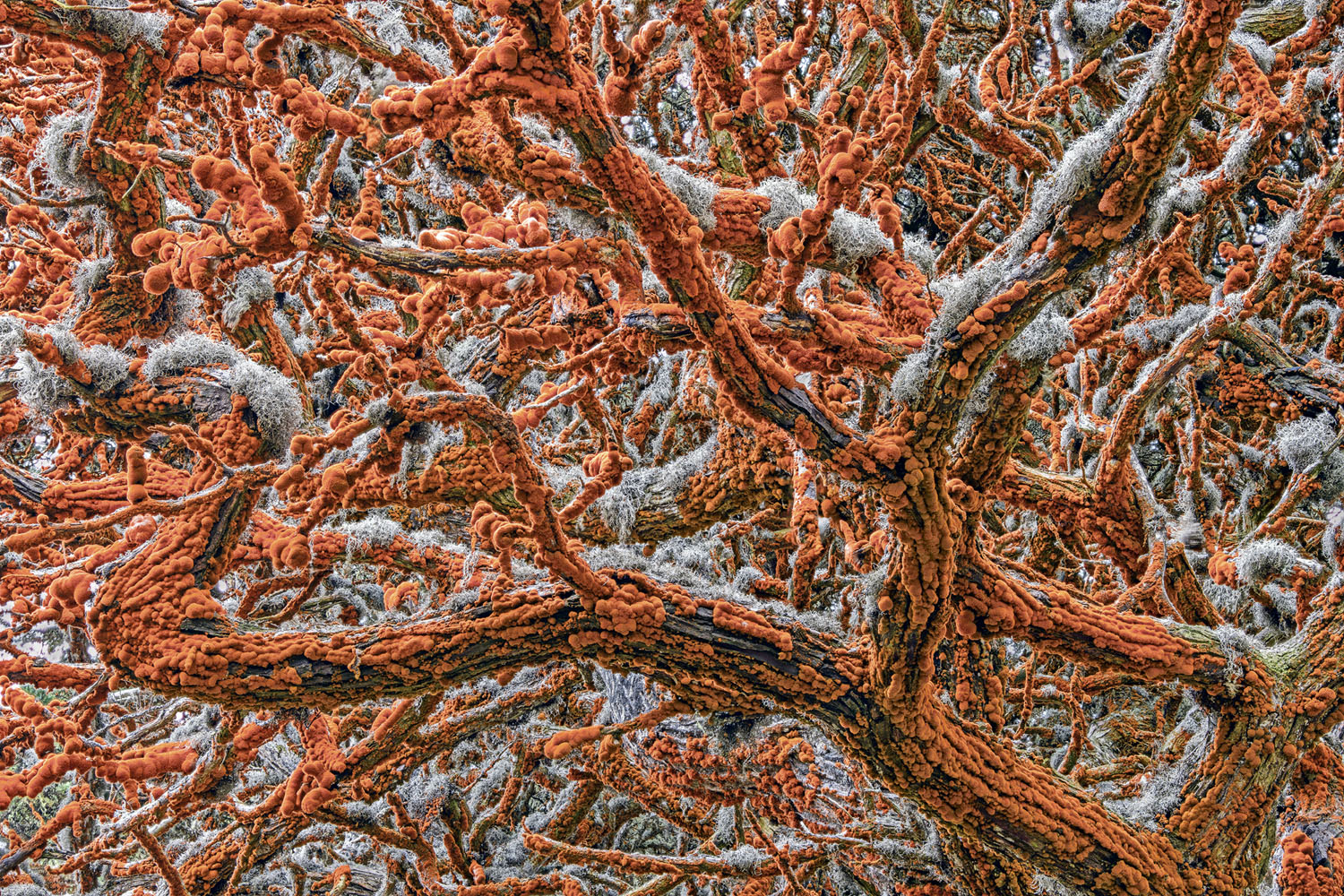 Wildlife Photographer of the Year class="wp-image-1021741" 