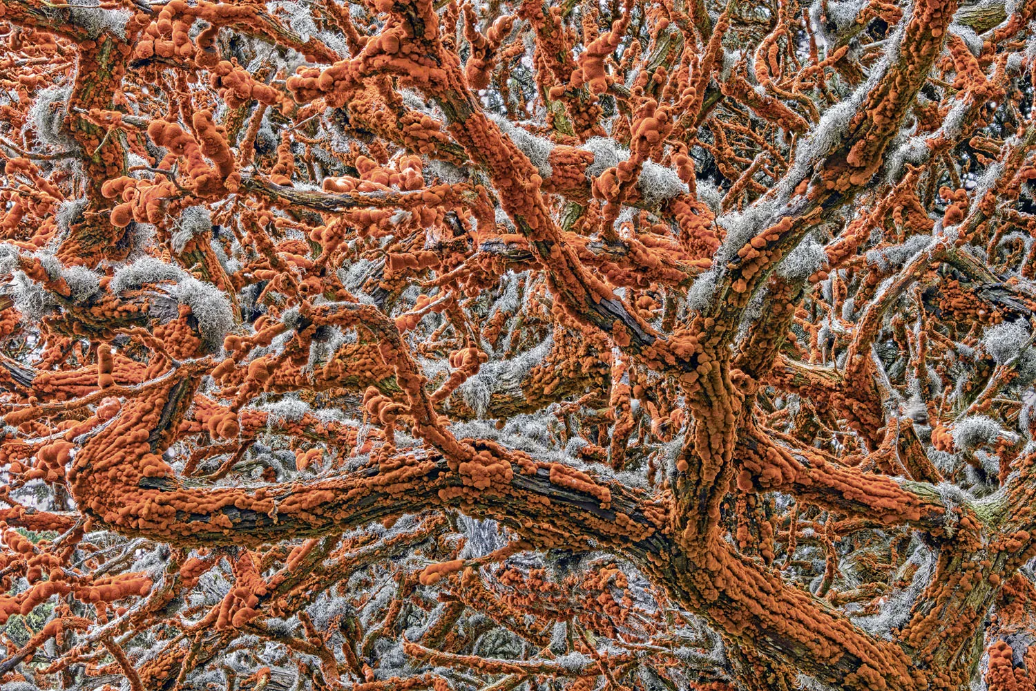 Wildlife Photographer of the Year class="wp-image-1021741" 