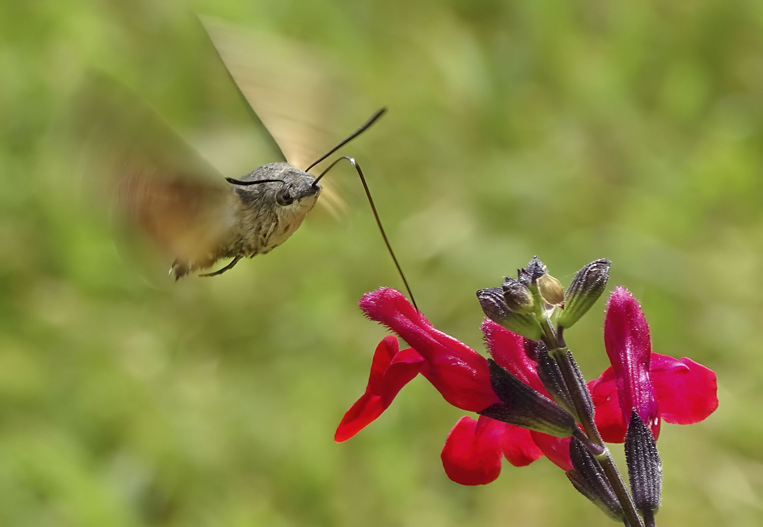 Wildlife Photographer of the Year class="wp-image-1021744" 