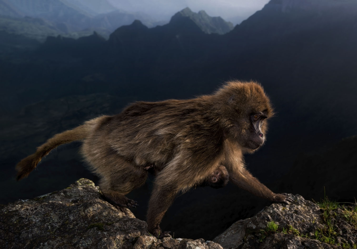 Wildlife Photographer of the Year class="wp-image-1021756" 