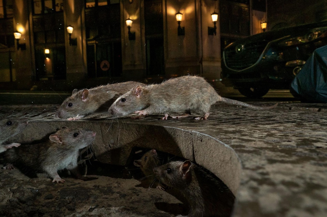 Wildlife Photographer of the Year class="wp-image-1021771" 