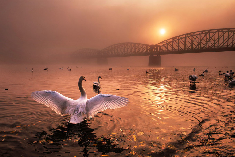 Fot. Peter Cech (Czechy) &quot;Greeting the sun&quot;, zwycięzca kat. Ptaki class="wp-image-1041200" 