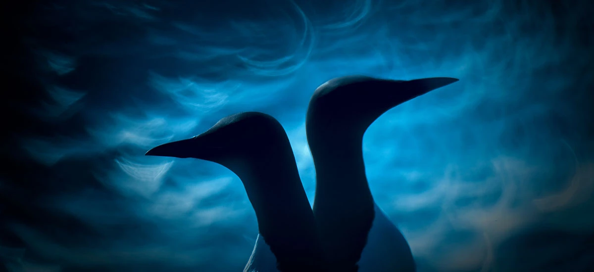 Nature Photographer of the Year 2019