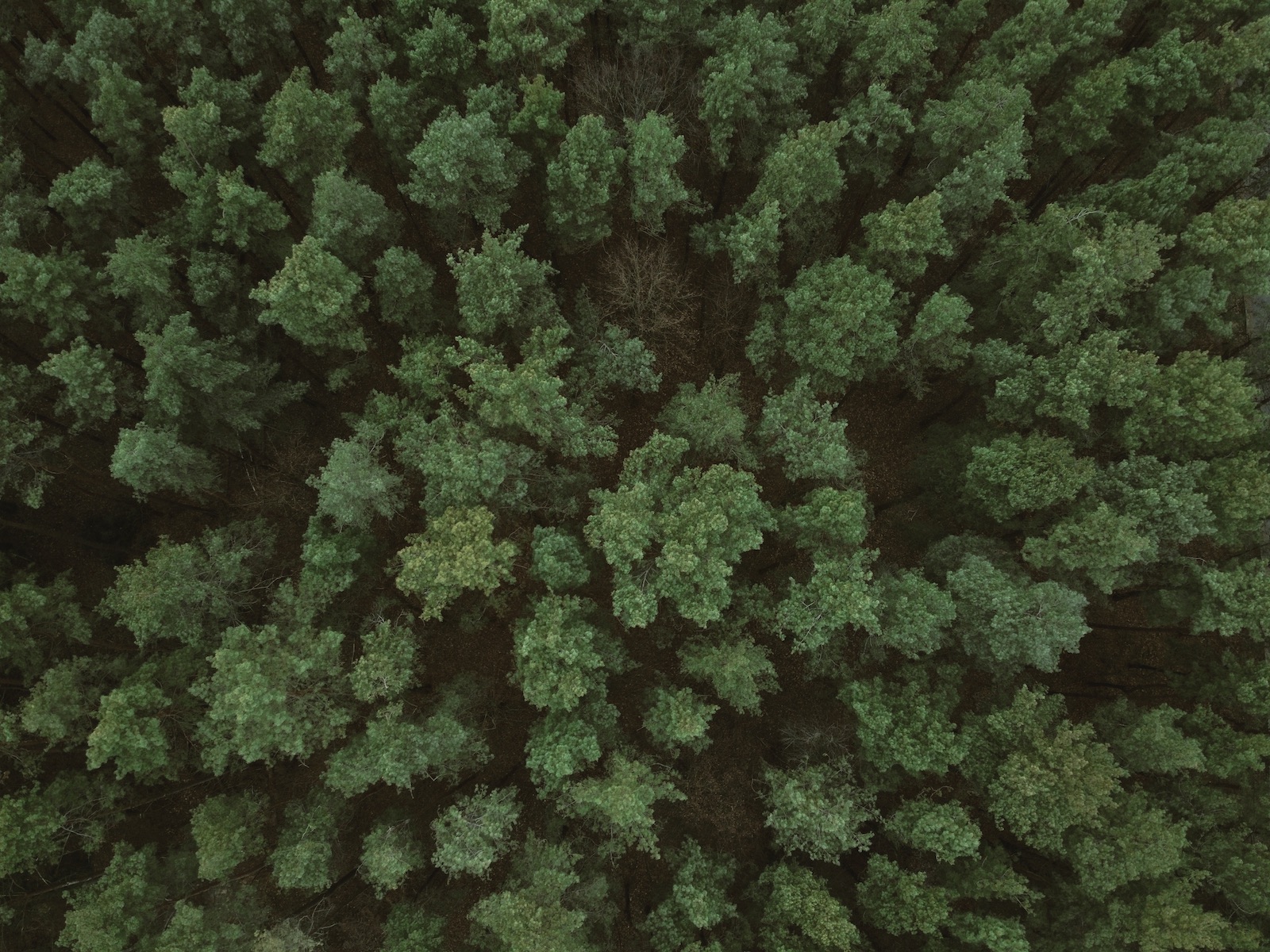 DJI Mavic Mini class="wp-image-1045835" 