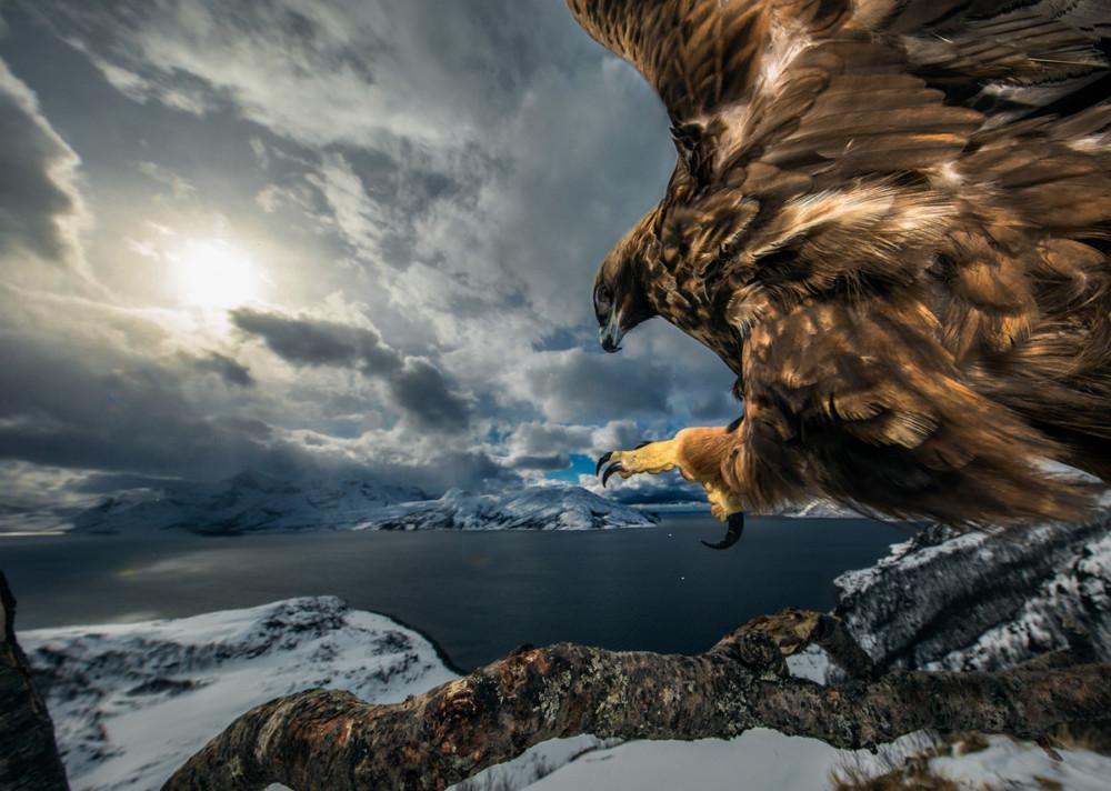 Fot. Audun Rikardsen (Norwegia) &quot;Golden eagle landing&quot;, wyróżnienie w kat. Ptaki class="wp-image-1041248" 