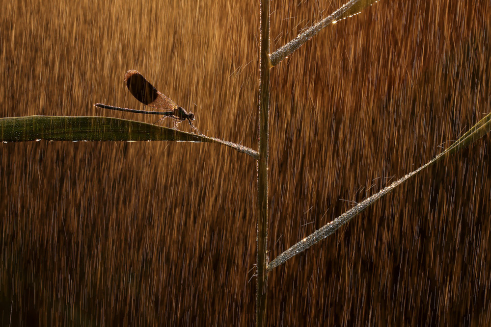 Fot. Norbert Kaszás (Węgry) &quot;Golden rain&quot;, zwycięzca w kat. Inne zwierzęta class="wp-image-1041212" 