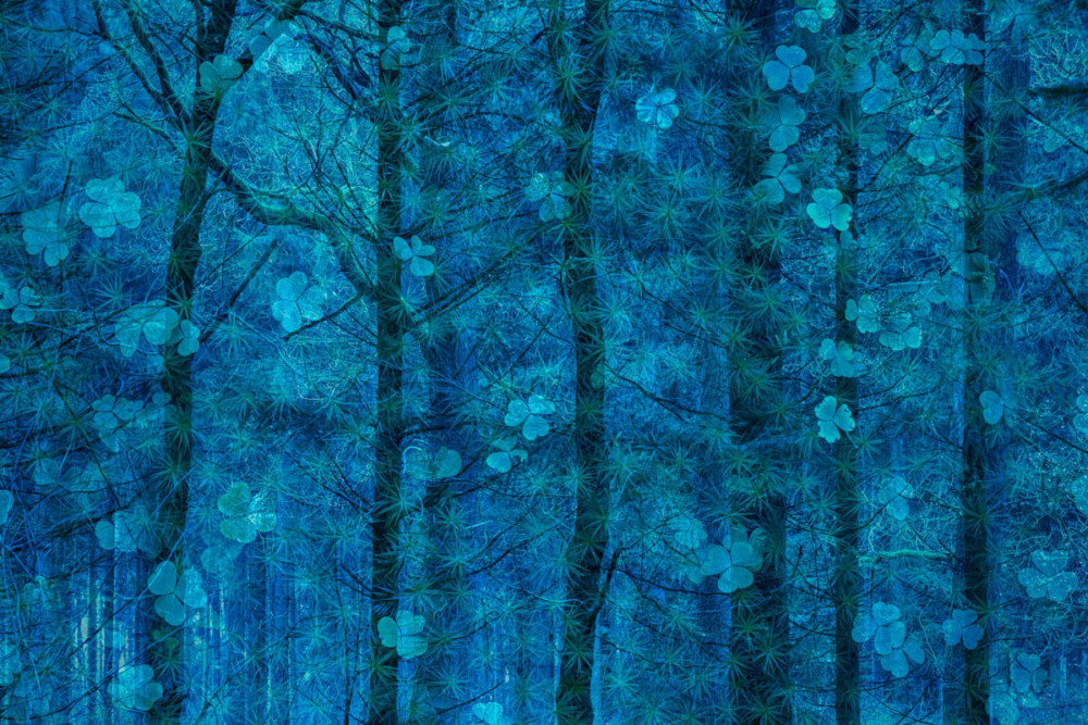 Fot. Simone Baumeister (Niemcy) &quot;Happiness grows in trees&quot;, zwycięzca w kat. Sztuka przyrody class="wp-image-1041224" 