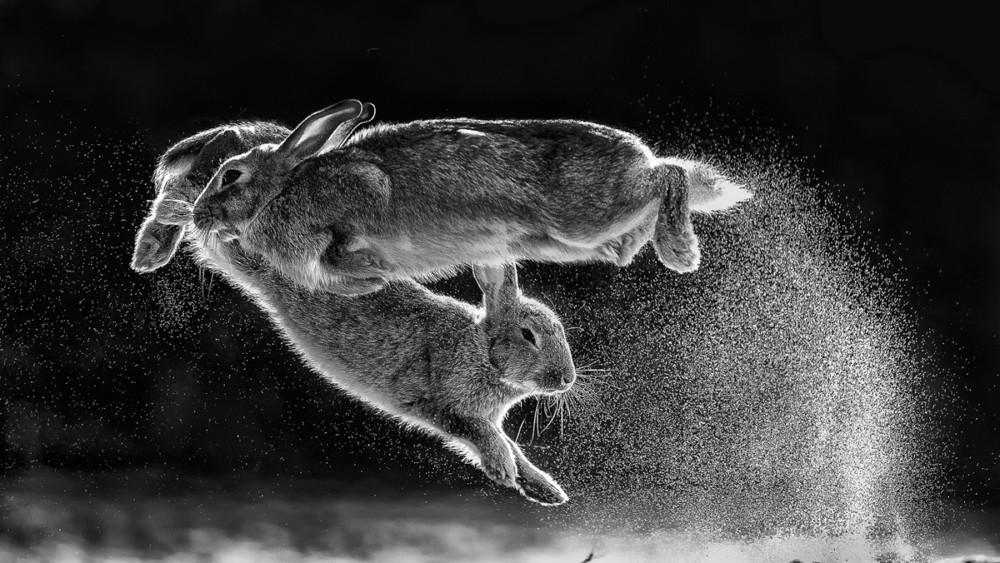 Fot. Csaba Daroczi &quot;Jump&quot; | Nature Photographer of the Year 2019 class="wp-image-1041158" 