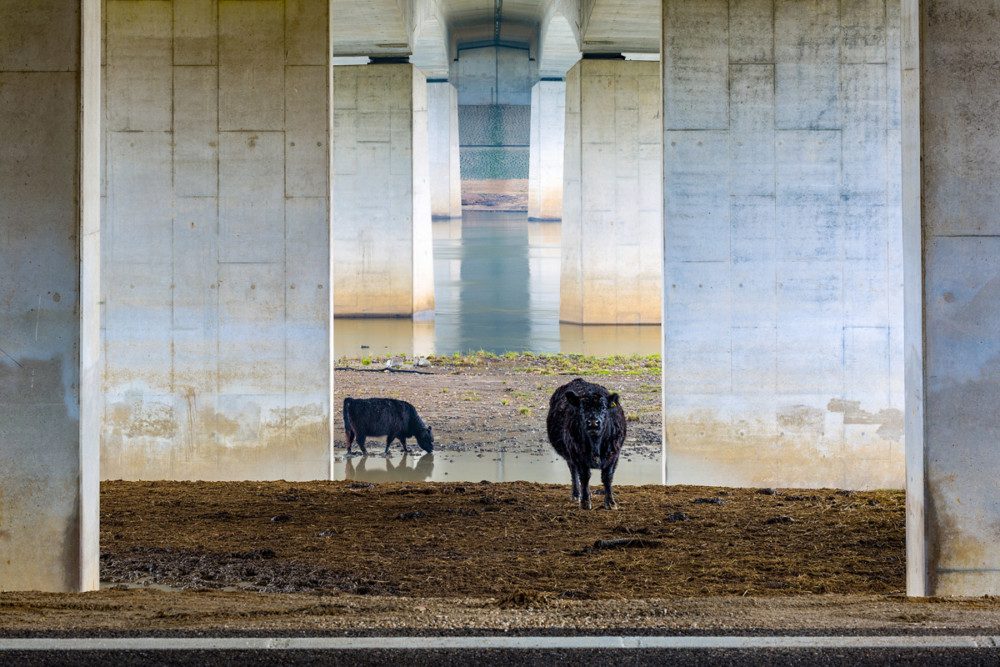 Fot. Karin de Jonge (Holandia) &quot;Galloways under the bridge&quot;, zwycięzca w kat. Krajobrazy Lage Landen class="wp-image-1041230" 