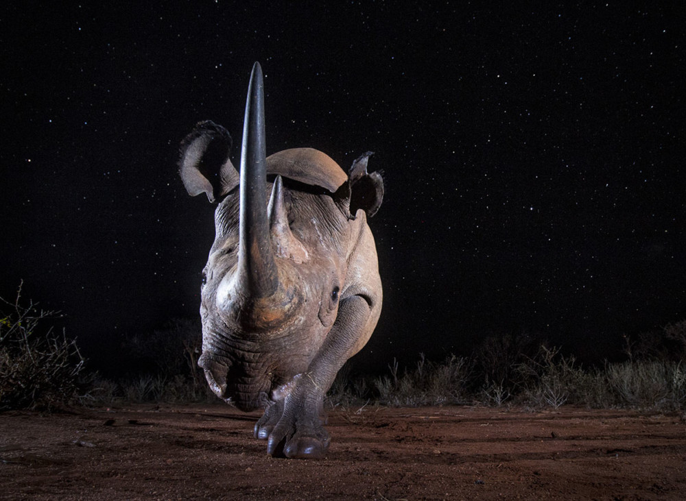 Fot. Will Burrard-Lucas / tpoty.com 