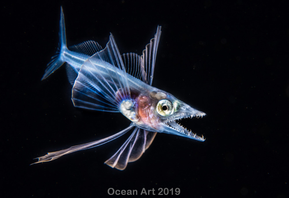 Kat. Blackwater, 1. miejsce: Fabien Michenet class="wp-image-1073358" 