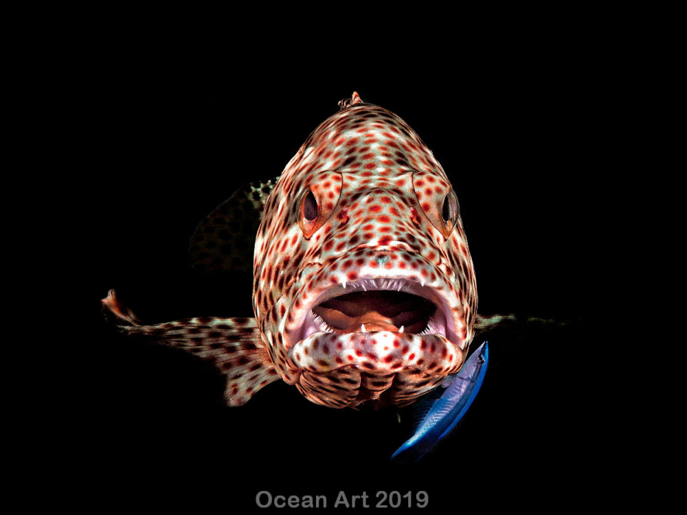Kat. Compact Marine Life Behavior, 1. miejsce: Ferenc Lorincz class="wp-image-1073376" 