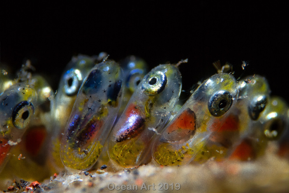 Kat. Supermacro, 1. miejsce: Paolo Isgro class="wp-image-1073352" 