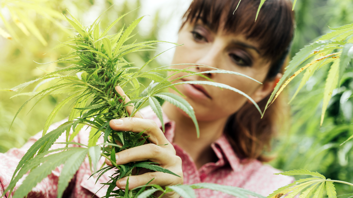 legalizacja marihuany