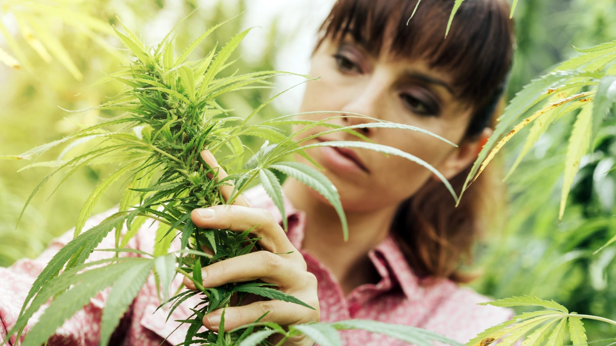 legalizacja marihuany