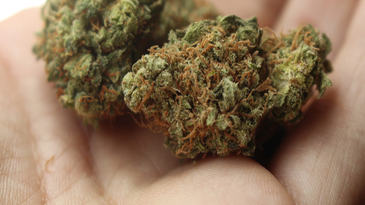 Nowe badanie potwierdza, że medyczna marihuana zabija komórki rakowe