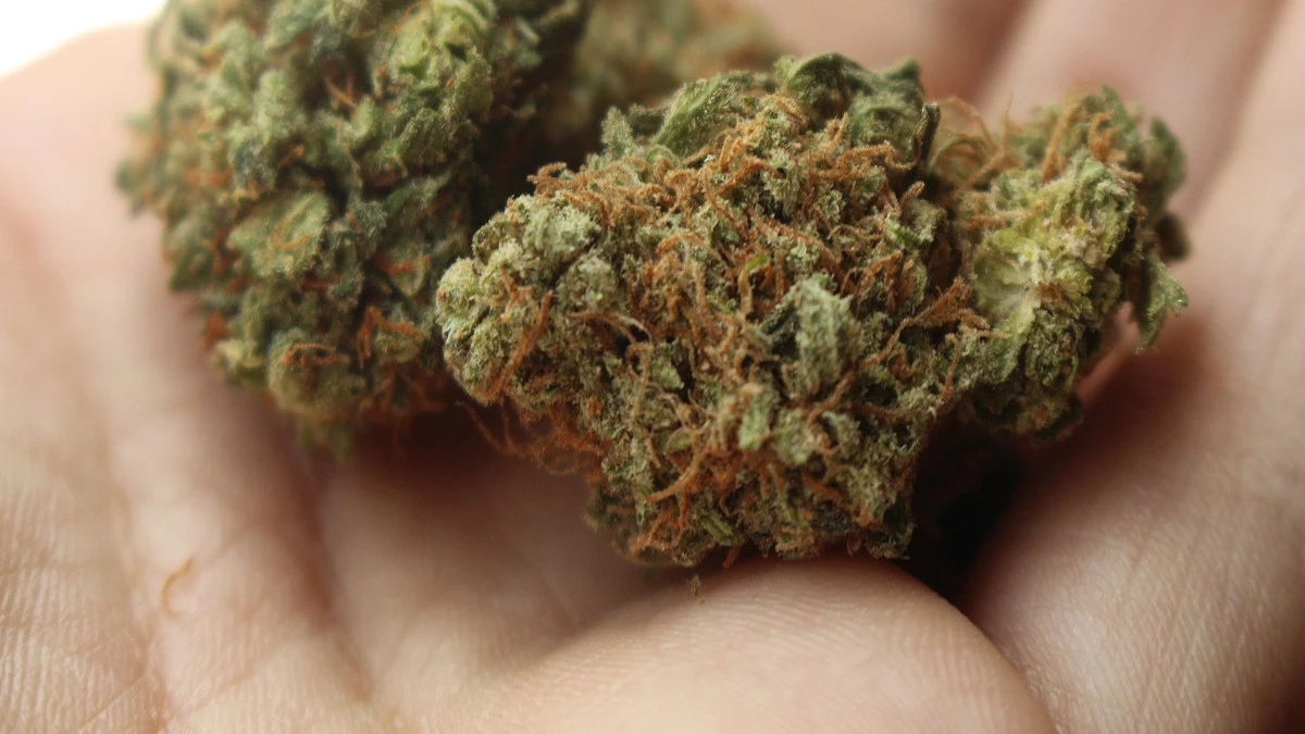 Nowe badanie potwierdza, że medyczna marihuana zabija komórki rakowe