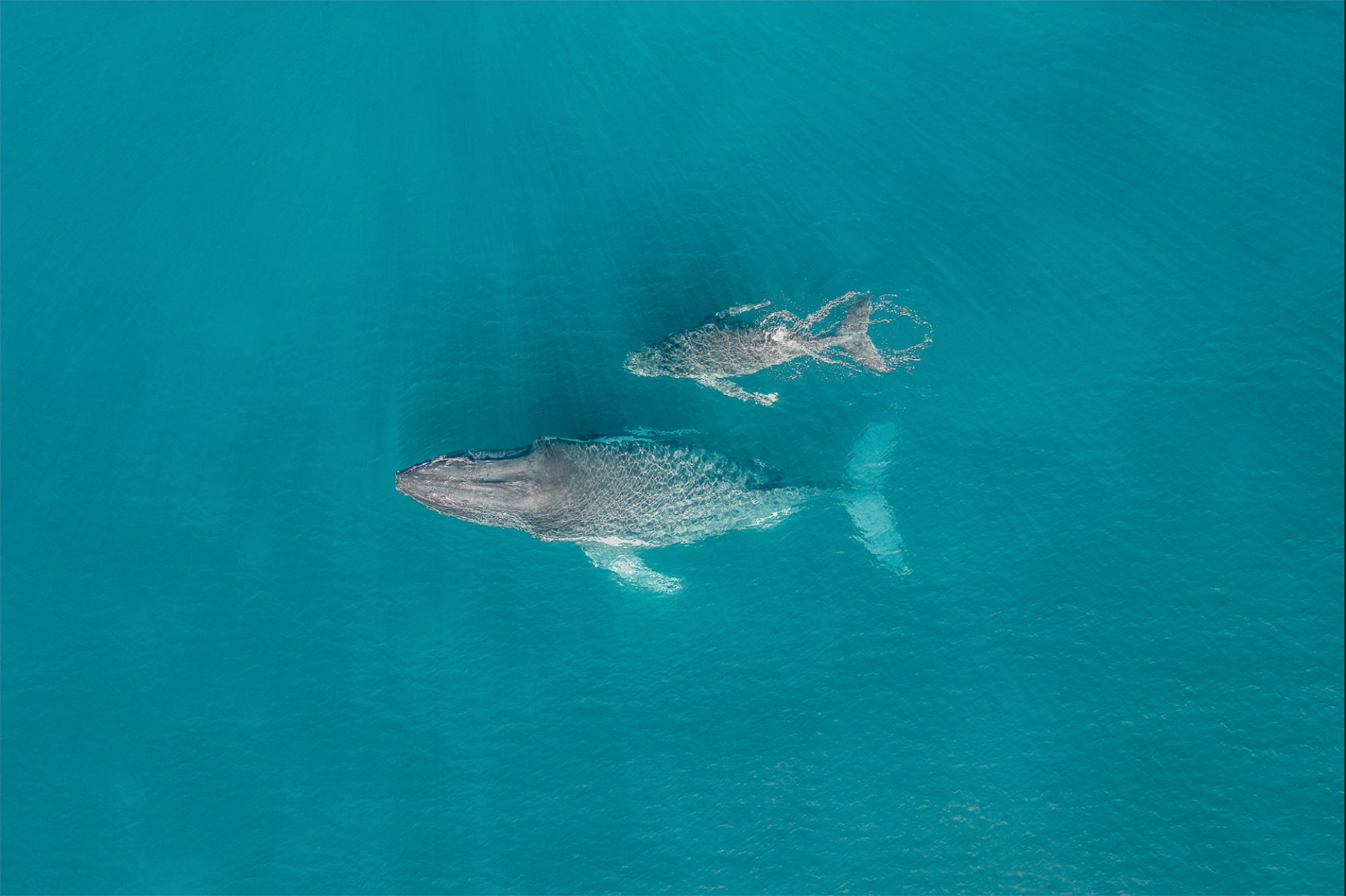 2. miejsce: 'Family', fot. Ben Mack (Australia)