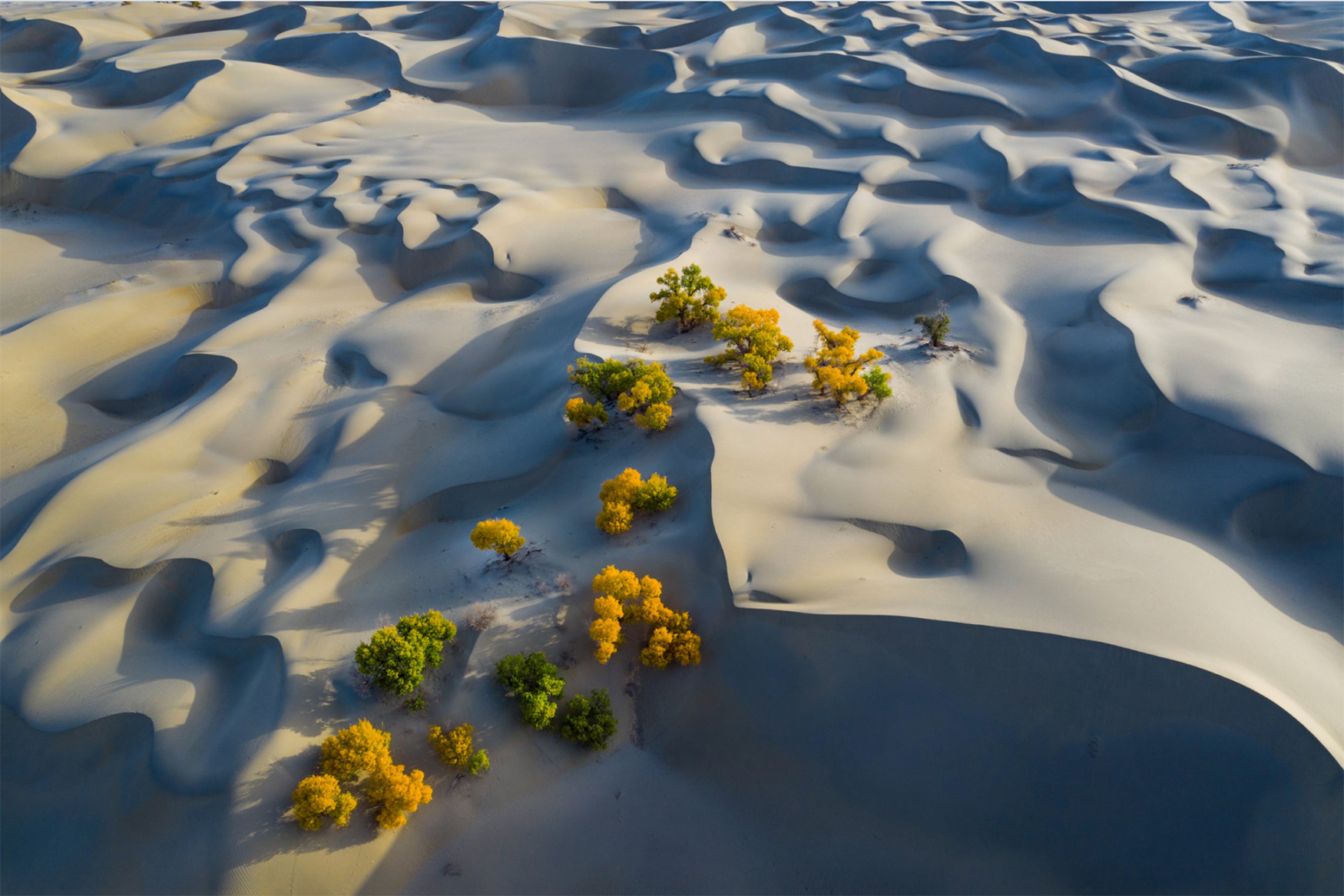 5th Anniversary Prize: 'Populus Euphratica', fot. Wang Hanbing (Chiny)