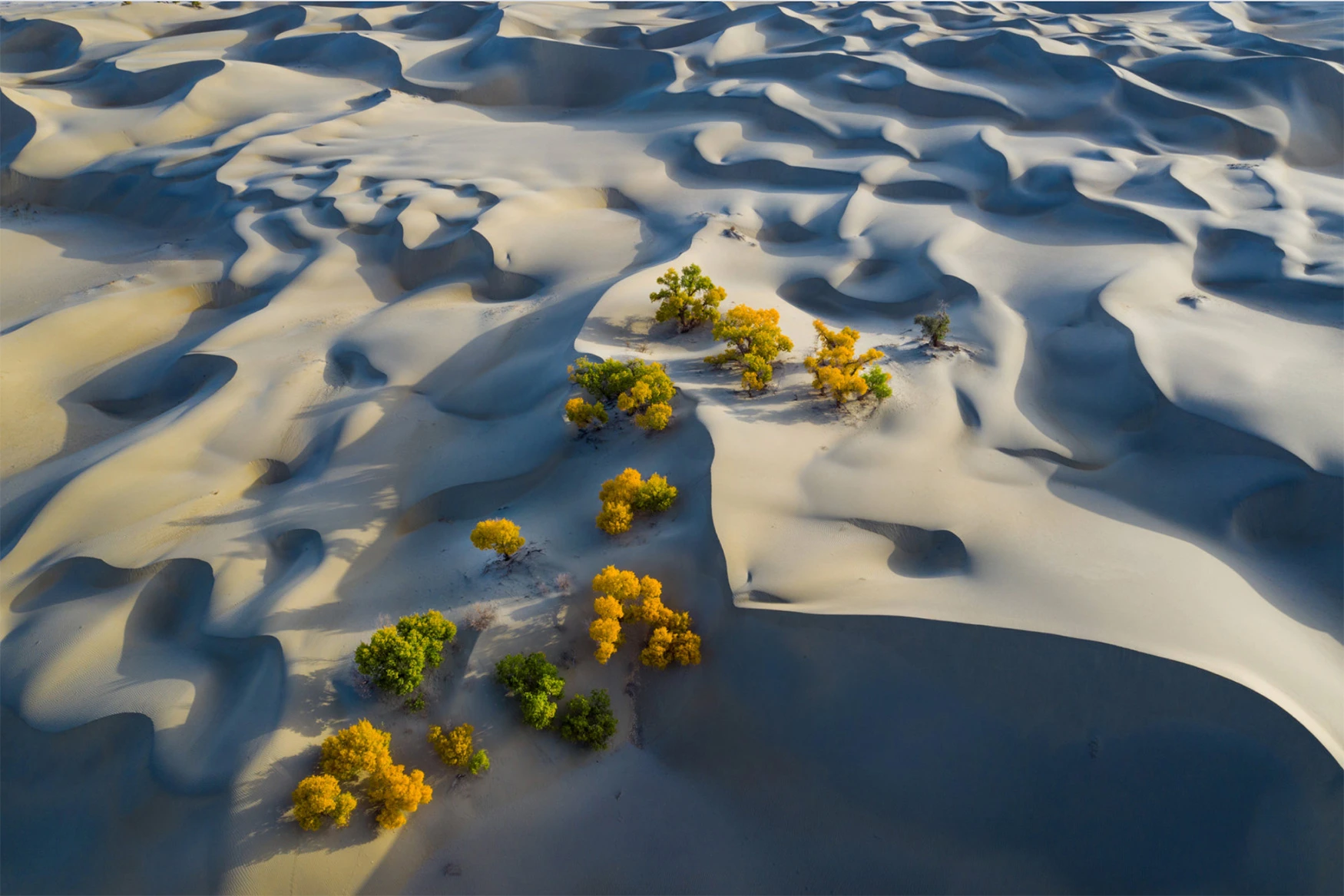 5th Anniversary Prize: 'Populus Euphratica', fot. Wang Hanbing (Chiny) 