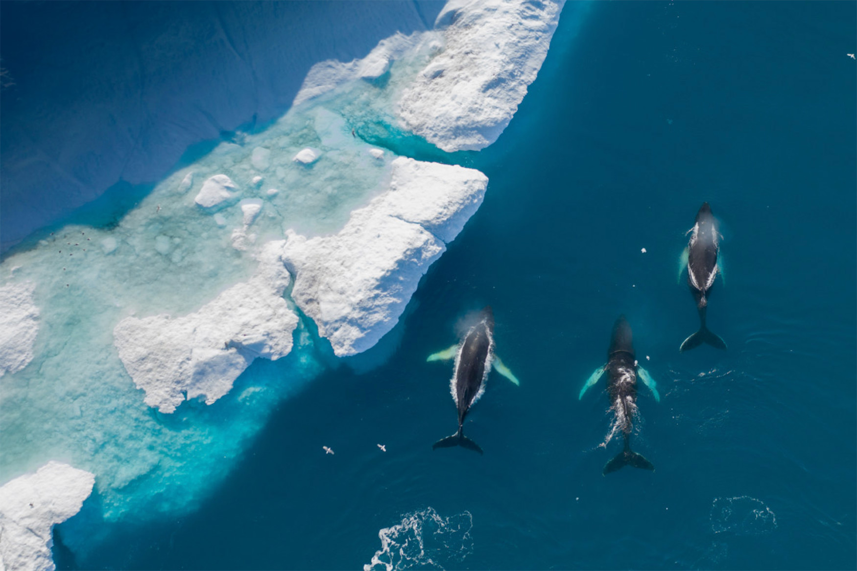 5th Anniversary Prize: 'The Beauty of Greenland from Above' fot. Albert (Holandia)