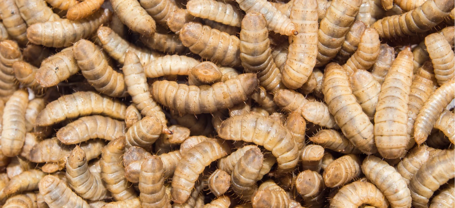Sysrv - ten robal atakuje zarówno Windows jak i Linuksa, i kopie kryptowaluty