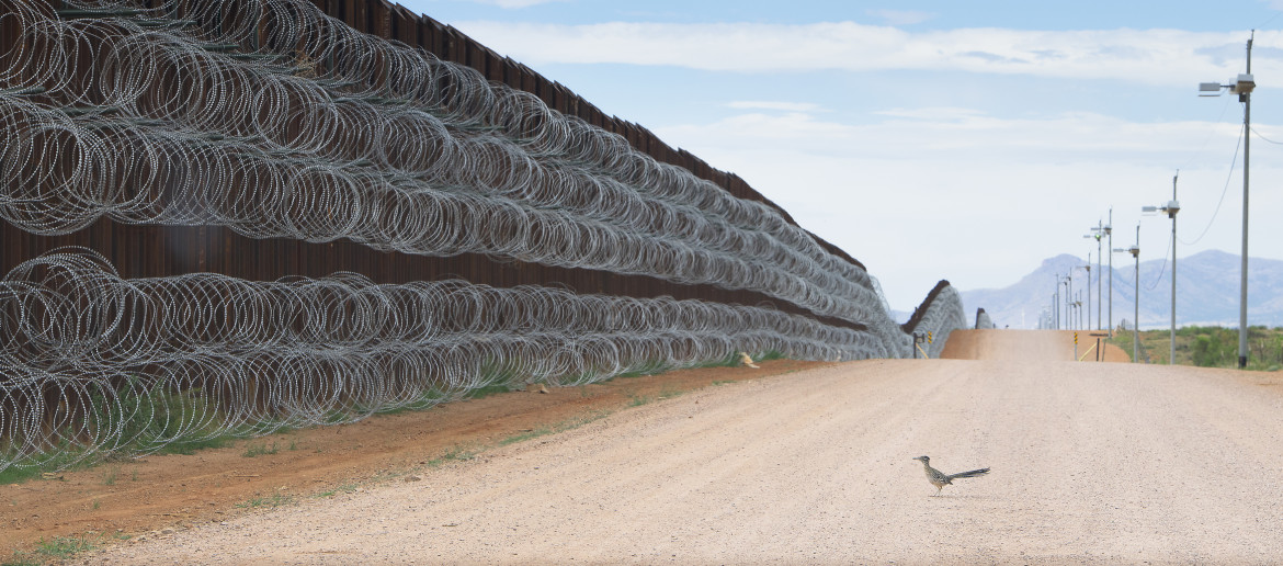 Fot. Alejandro Prieto, "Roadrunner Approaching the Border Wall". 2. miejsce w kategorii Nature class="wp-image-1128628"