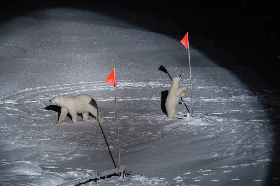 Fot. Esther Horvath / New York Times, &quot;Polar Bear and her Cub&quot;. 1. miejsce w kategorii Environment class="wp-image-1128634" 