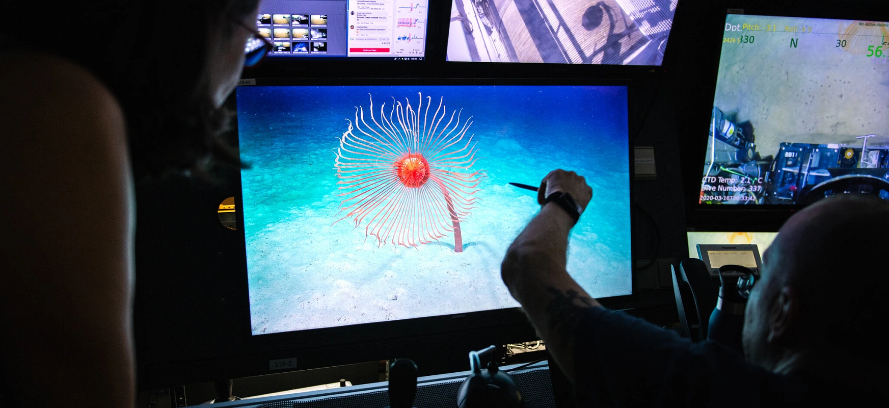 W głębinach oceanicznych w pobliżu Australii odkryto najdłuższe zwierzę na świecie