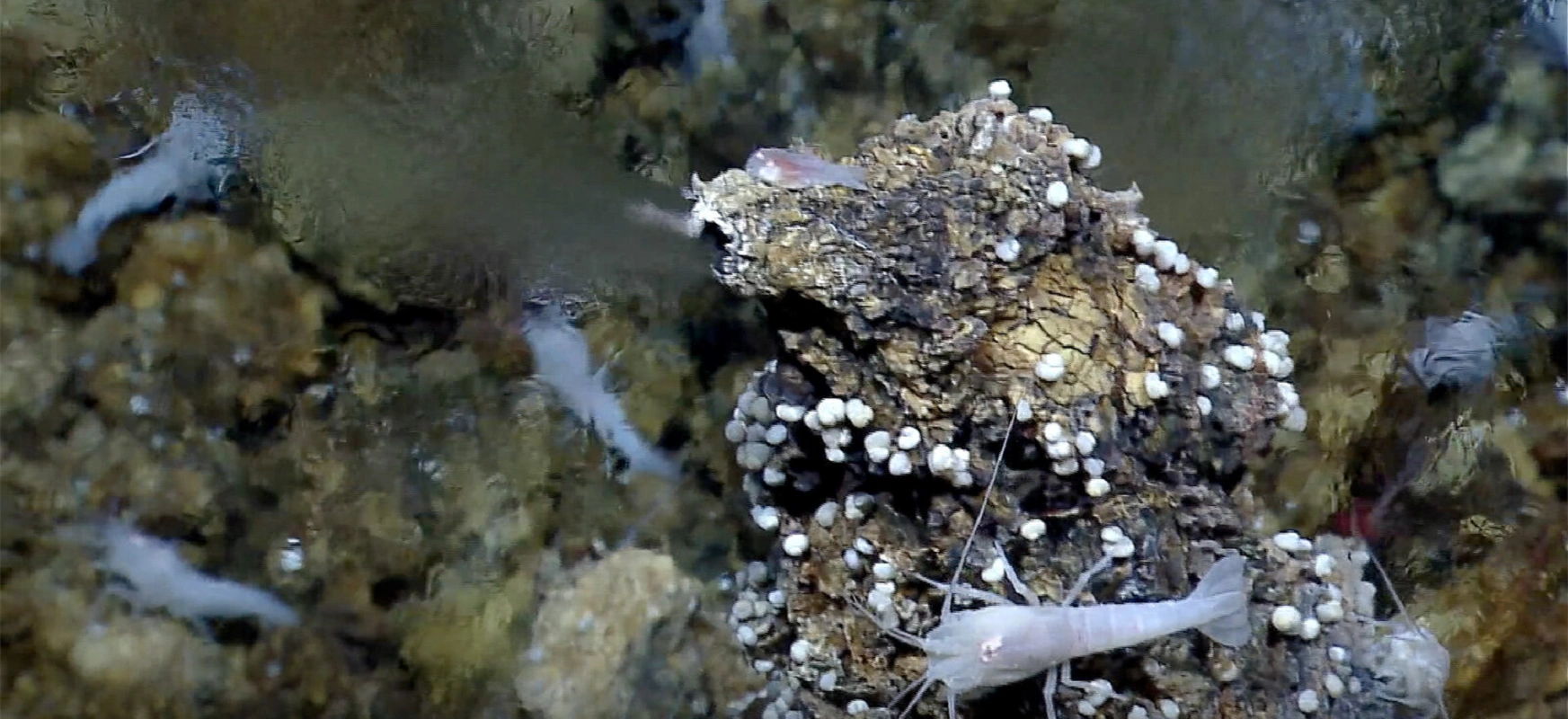Życie na Ziemi mogło powstać na dnie pierwotnego oceanu