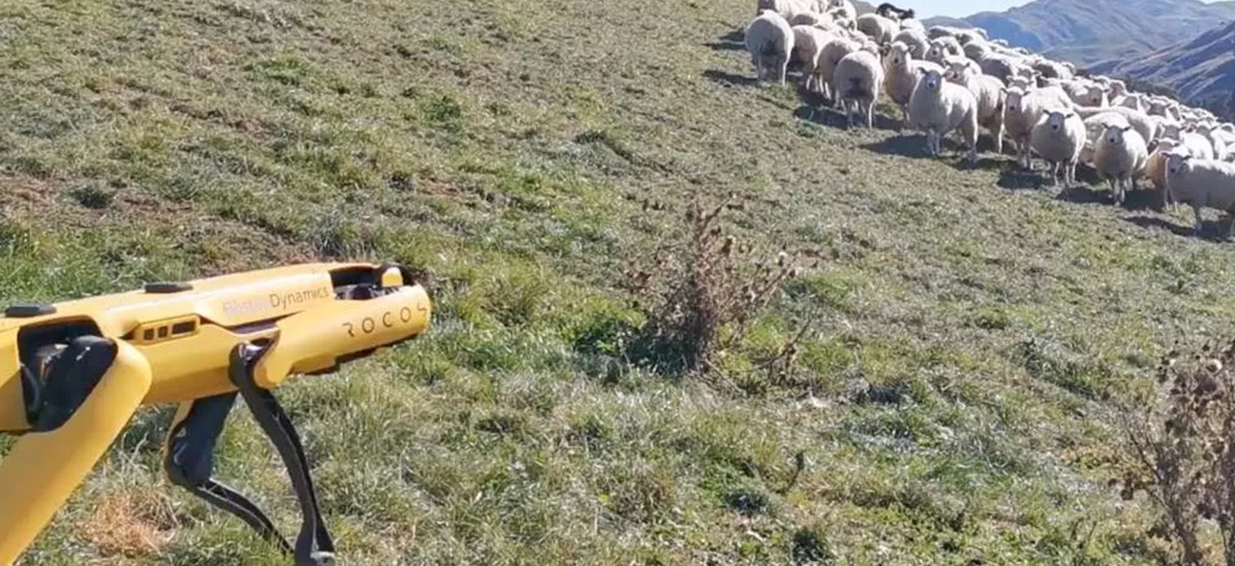 Boston Dynamics prezentuje nowe zastosowanie Spota jako robota pasterskiego