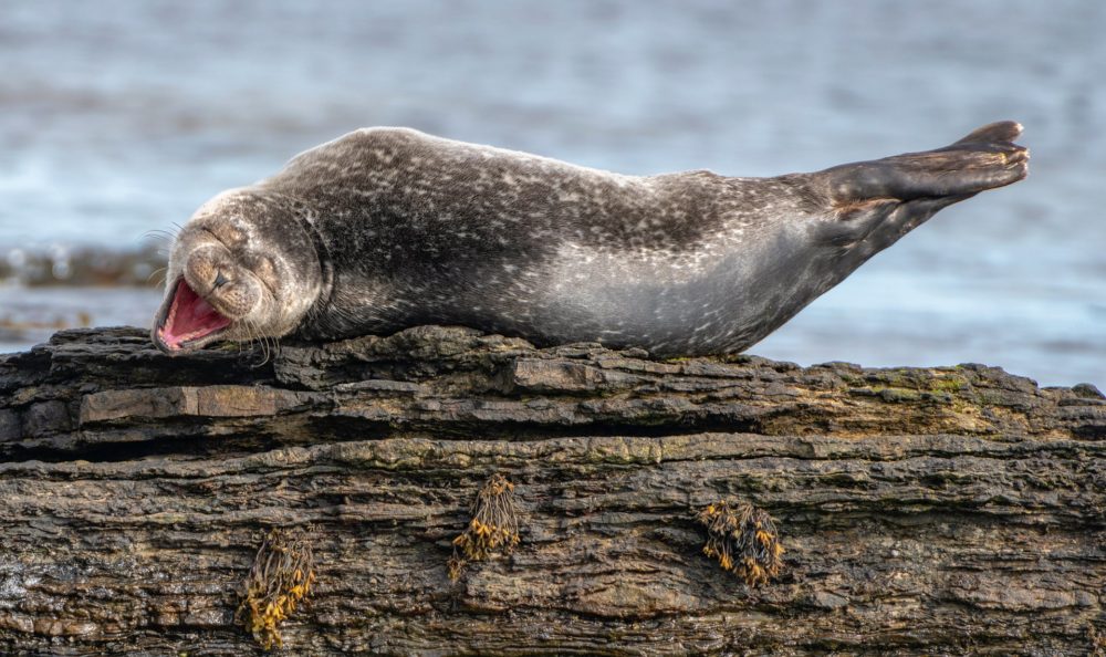 Fot. Ken Crossan/CWPAs 2020