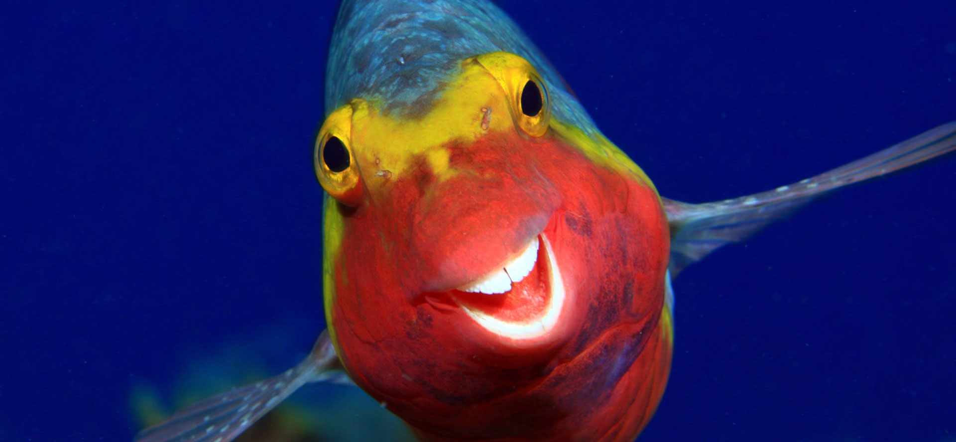 Comedy Wildlife Photography Awards 2020. Najbardziej zabawne zdjęcia przyrody, jakie zobaczysz