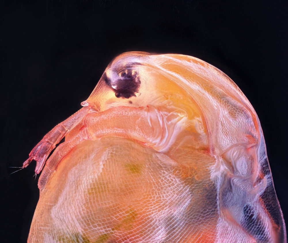 Fot. Ahmad Fauzan, wioślarka z rodzaju Daphnia, 10. miejsce class="wp-image-1466327"