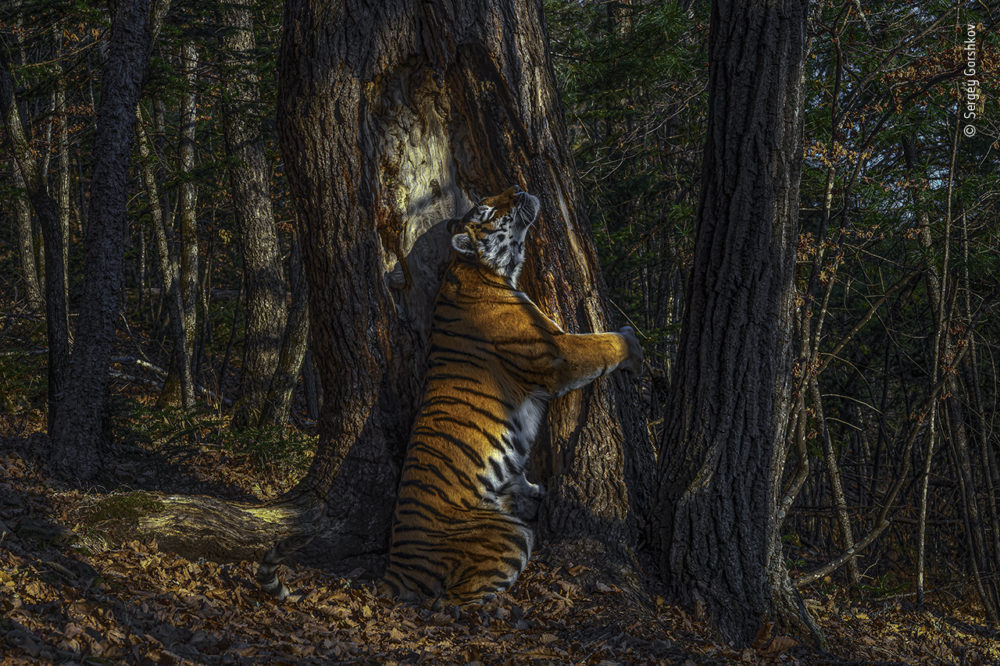 Fot. Sergey Gorshkov, Rosja, Winner 2020, Animals in their Environment, GRAND TITLE WINNER class="wp-image-1592453"