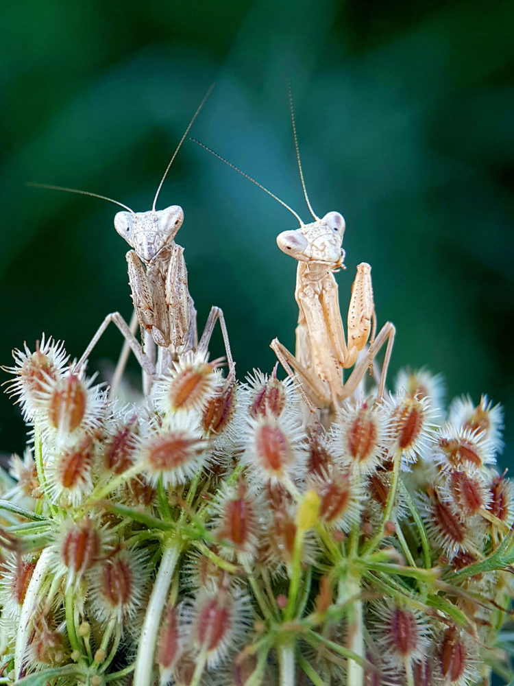 Fot. Fabio Sartori, 1. miejsce w kat. Macro &amp; Details / Mobile Photography Awards 2020 