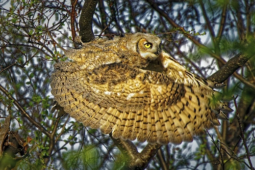 Fot. Dale Paul (Kanada) Gold, Behavior – Birds. class="wp-image-1642686"