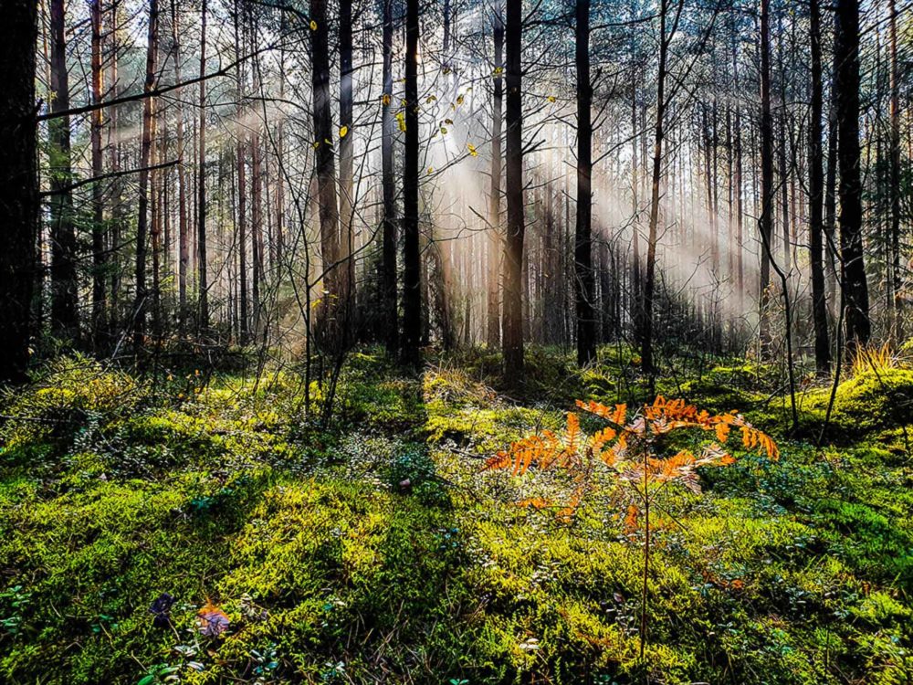 Fot. Grzegorz Tutaj