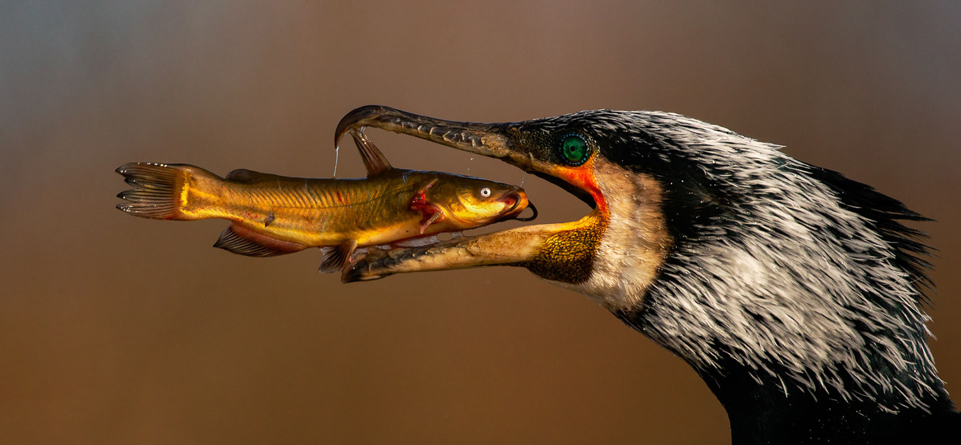 Bird Photographer of the Year 2021 to dawka natury, jakiej nam trzeba