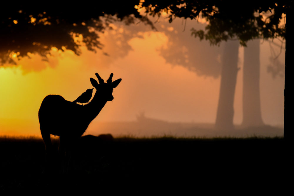 class="wp-image-1655145"