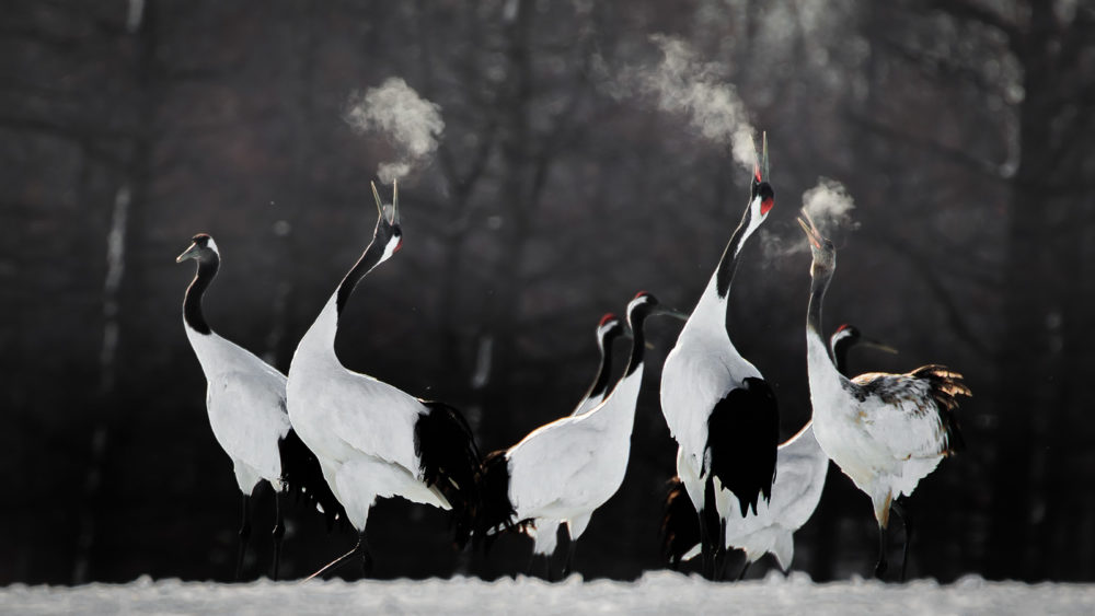 class="wp-image-1655103"