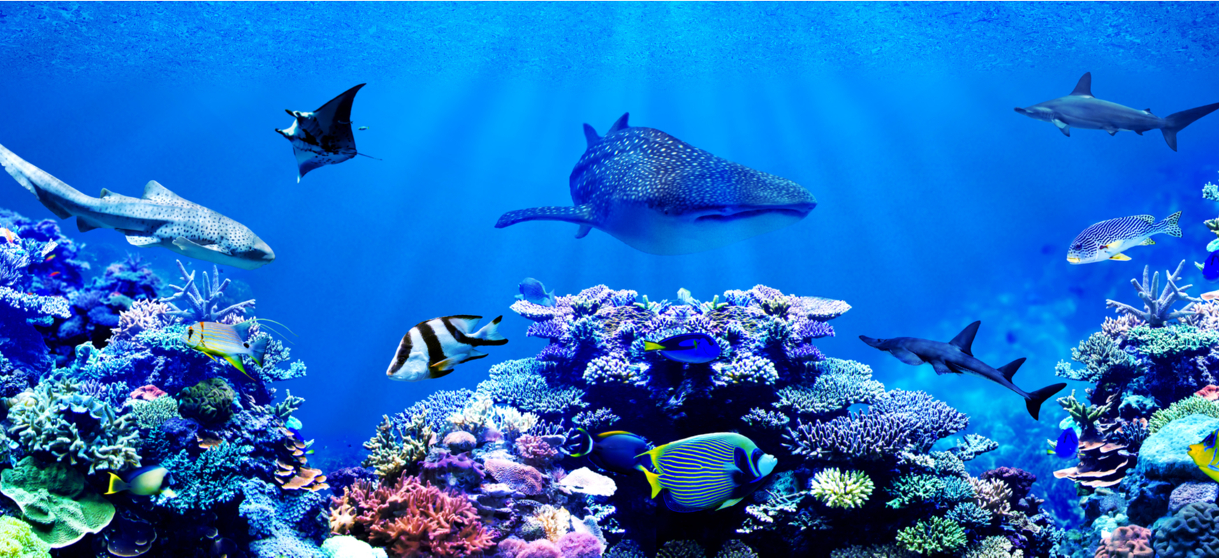 Kwasowość oceanów spada. Zmiany klimatyczne nie pomagają