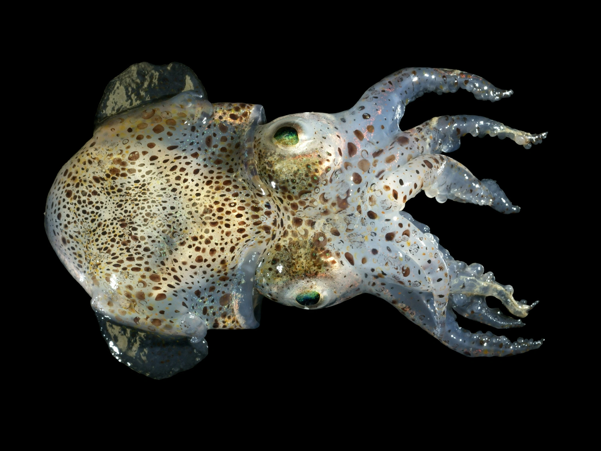 kalamarnica