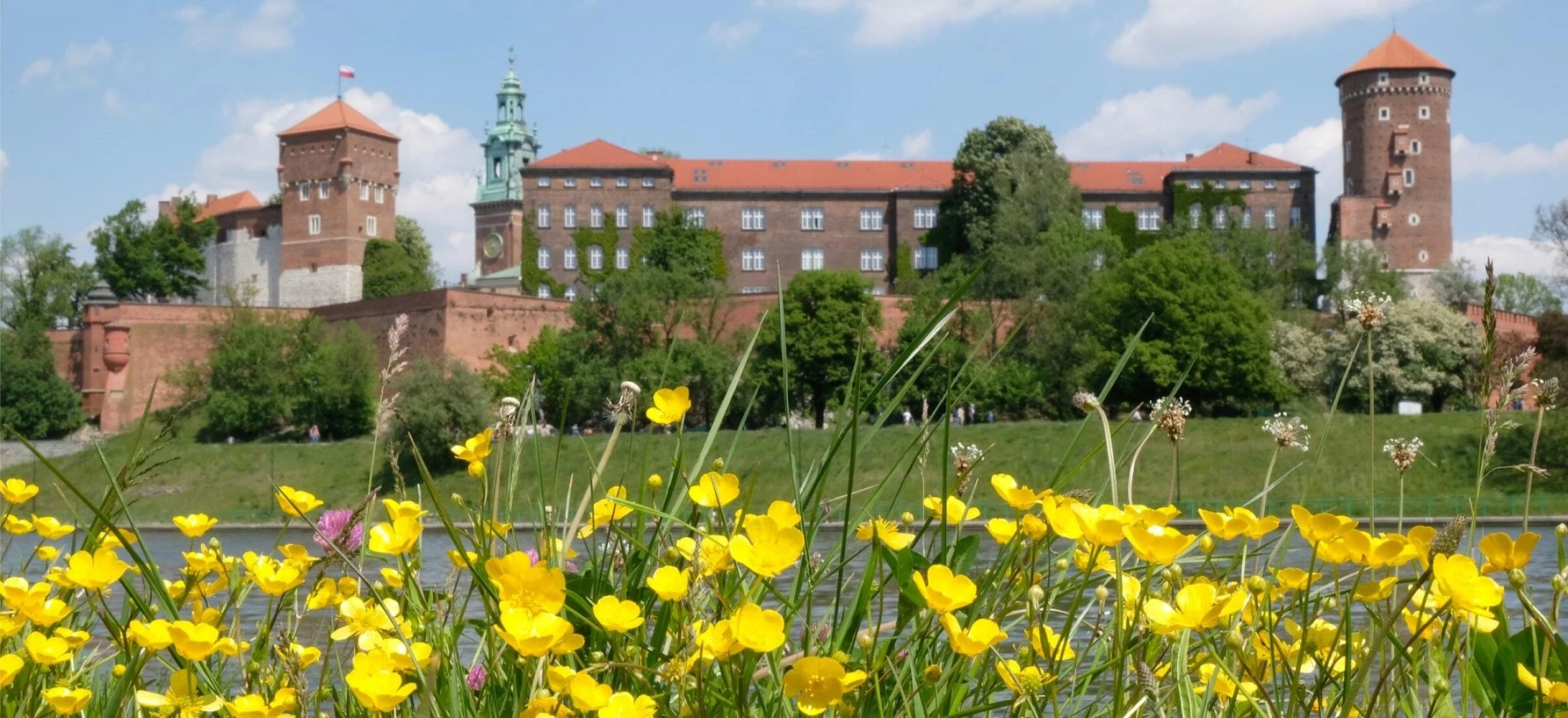 łąka kwietna