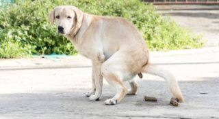 Policja zbierze psią kupę i zbada DNA. Opiekun nie ucieknie przed mandatem