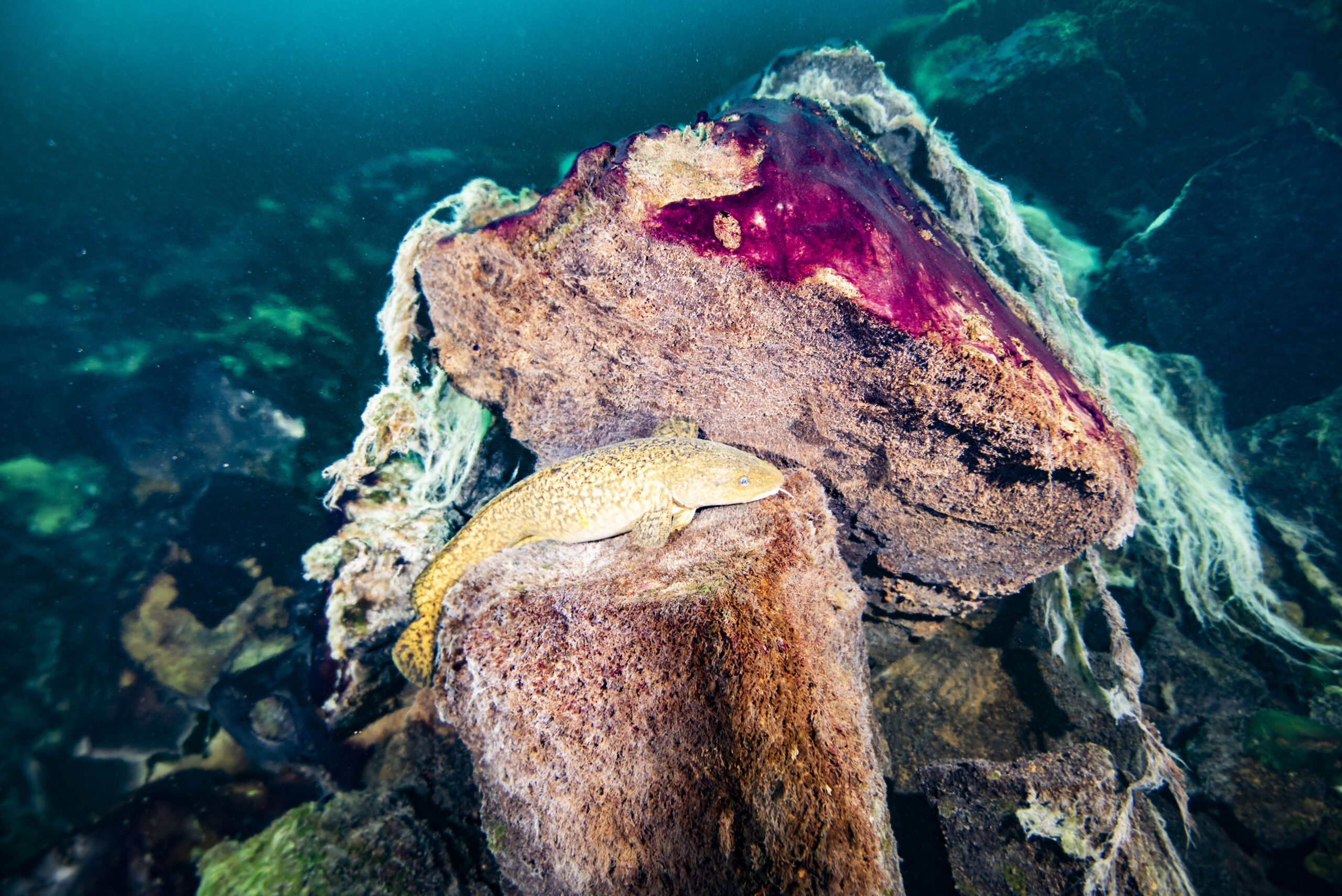 mata mikrobialna