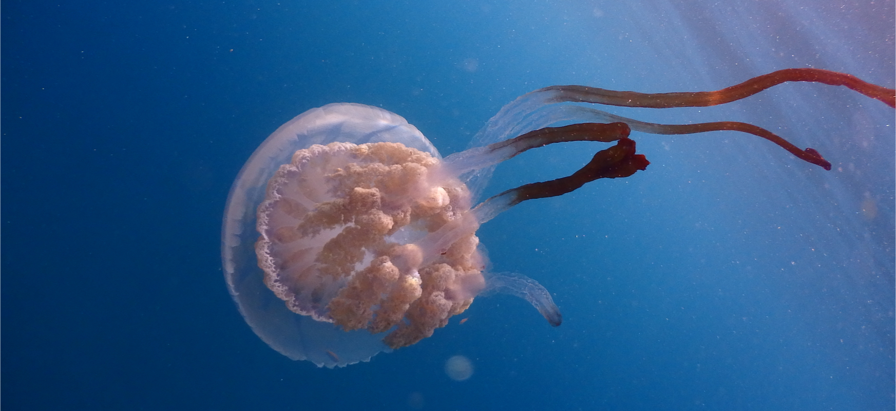 meduzy