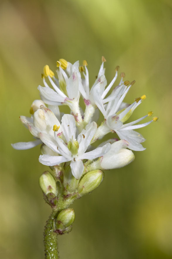 triantha occidentalis class="wp-image-1817839"