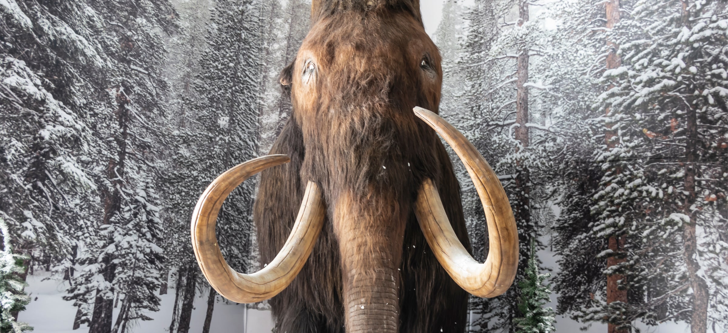 mamut wlochaty